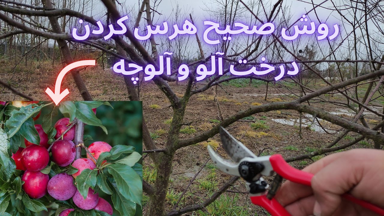 چطوری درخت آلو را هرس کنیم تا بتواند از سال چهارم بیشتر از 70 کیلو میوه باکیفیت بدهد
