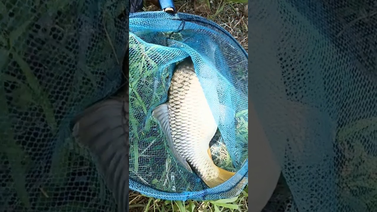 SETRIKE IKAN MAS YANG PENUH SENSASI 