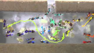 Multiple Ant Tracking