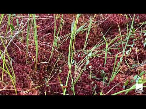 Wetlands of Southern Ontario
