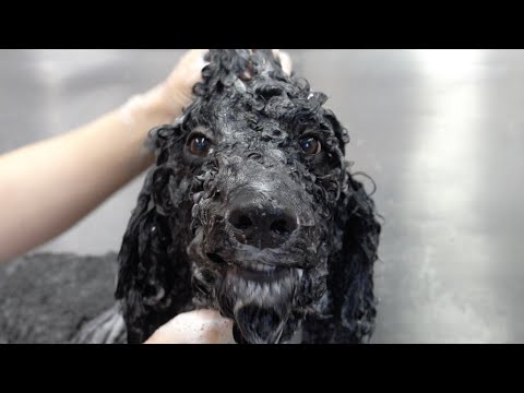 The MOST EXPENSIVE groom | Guess this breed of dog