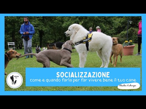 Video: 10 modi per socializzare il tuo cane
