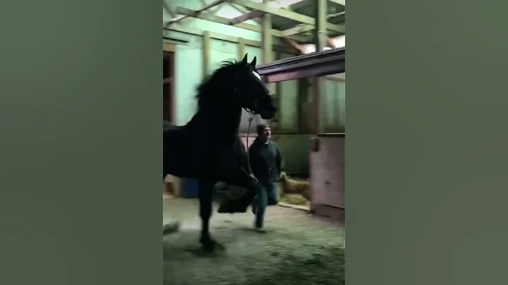 2 HORSES THAT ARE IN LOVE🥰 #shorts - DayDayNews