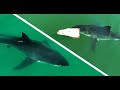 What are these great white sharks doing a collection of interesting behaviors