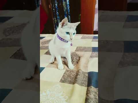 তার নষ্ট সভাব😻😸😺😹😿🙀🙀🙀