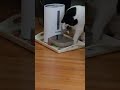 Mouse gets dropped in water #whatheidisees #crazycat #crazy #catshorts #mousetrap