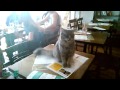 Middle of video