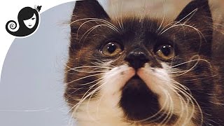 A Day in Montreal & Visit to Cafe Chat lHeureux — Happy Cat Cafe