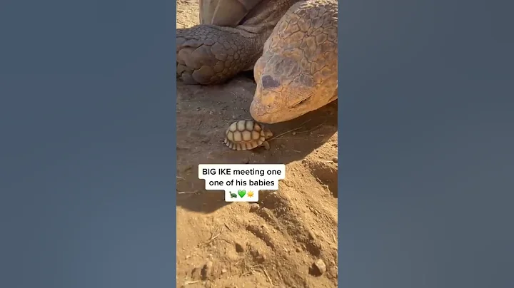 Big ike meets Baby ike 🐢💚 - DayDayNews