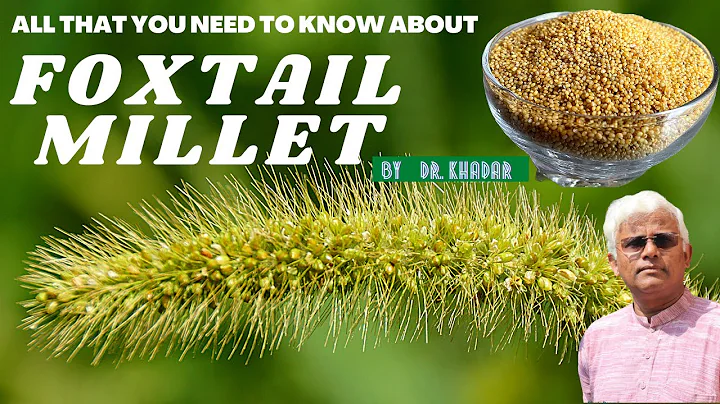 All that you need to know about FOXTAIL MILLET | Dr. Khadar