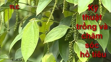 Hướng dẫn cách trồng và chăm sóc hồ tiêu