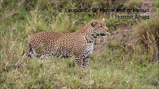 Leopard&#39;s Of Masai Mara, Kenya! Close Up! #Leopard # MasaiMara #BigCat #Kenya #Africa #AfricanSafari