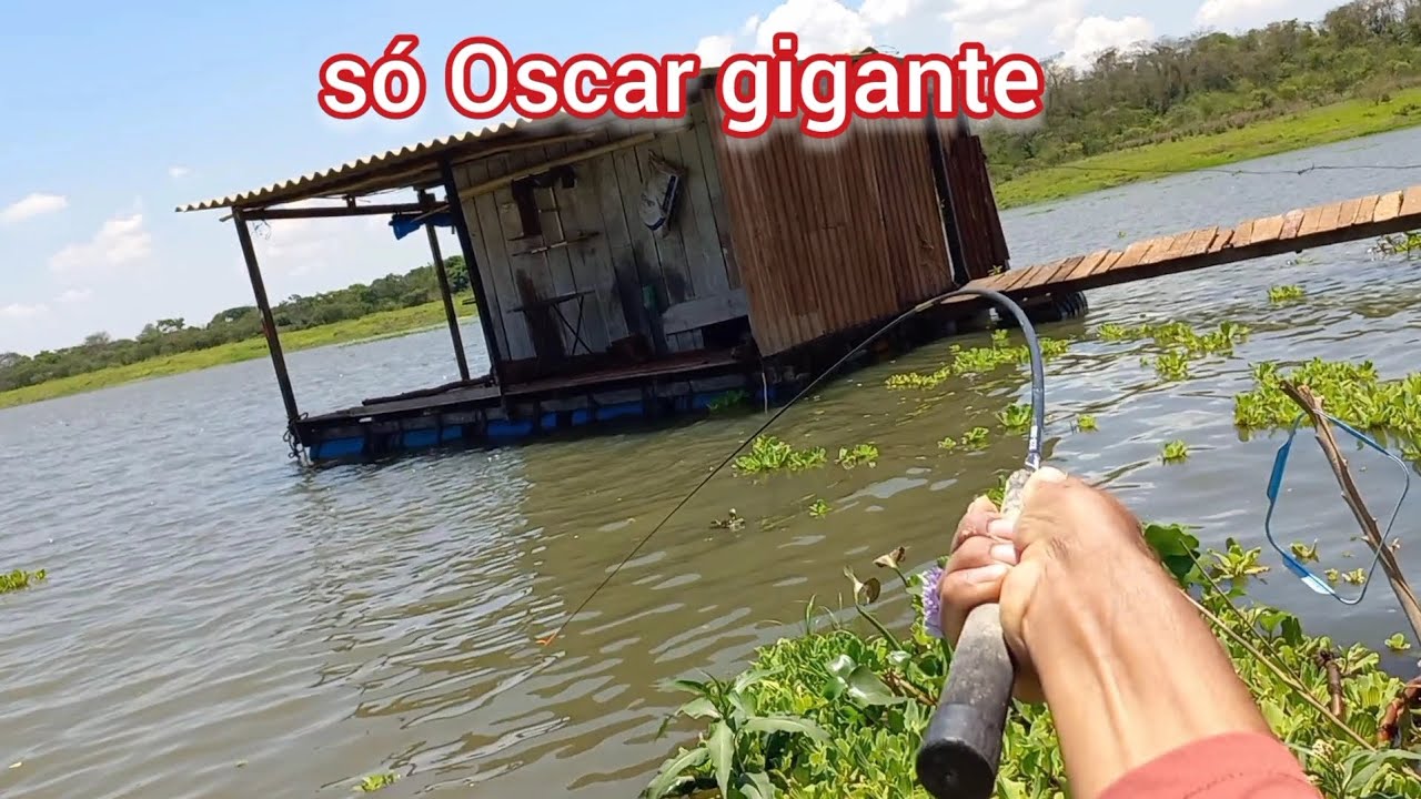 Cardume de Oscar gigante atacando a massa isso não é história tá gravado Rio turvo