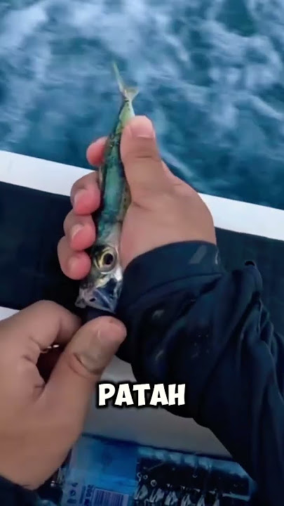 Umpan mancing antartika laut seram!!