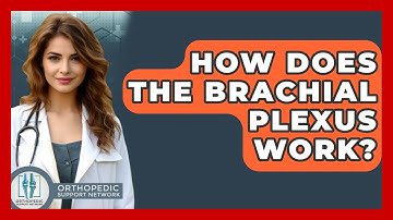 How Does The Brachial Plexus Work? - Orthopedic Support Network