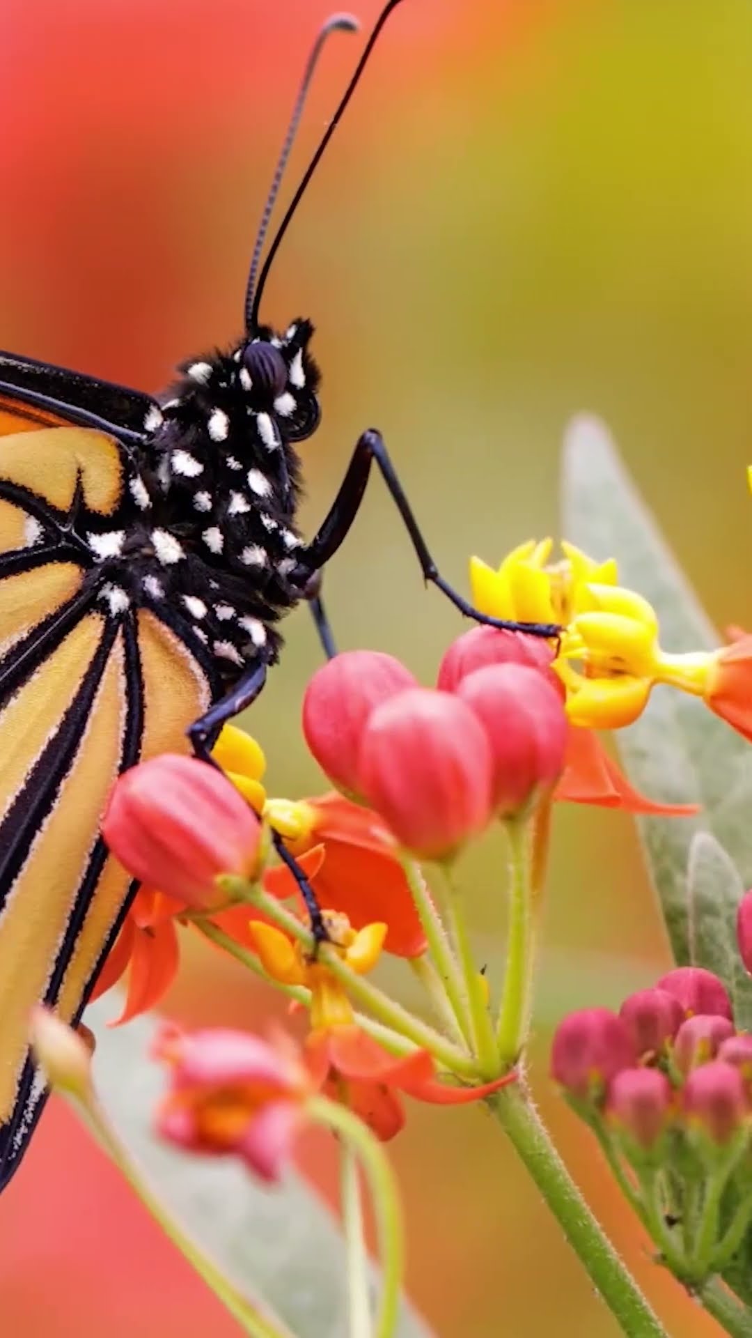 Mariposas monarca: una migración en peligro