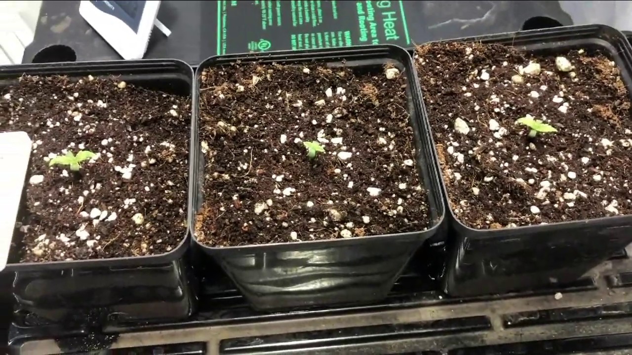 The OC Homegrown Super Skunk Grow Journal EP2