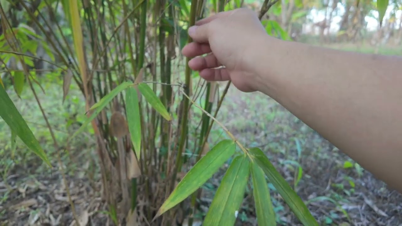 Update สวนป่าต้นปี 2026