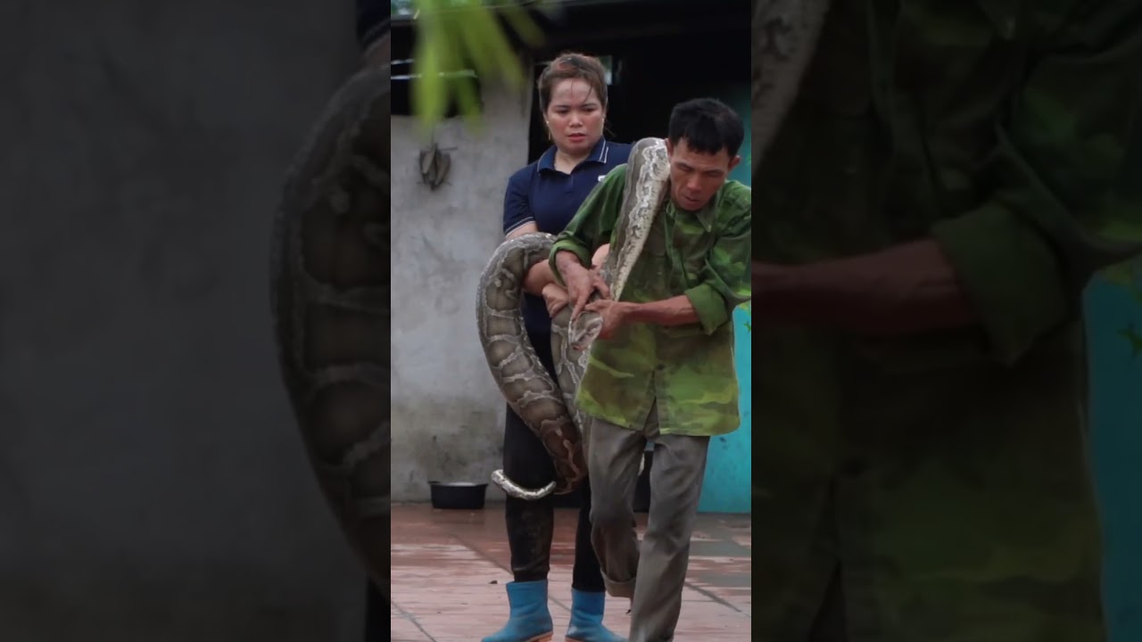 Farm Under Attack! Giant Python Caught to Save Livestock 🐍🔥