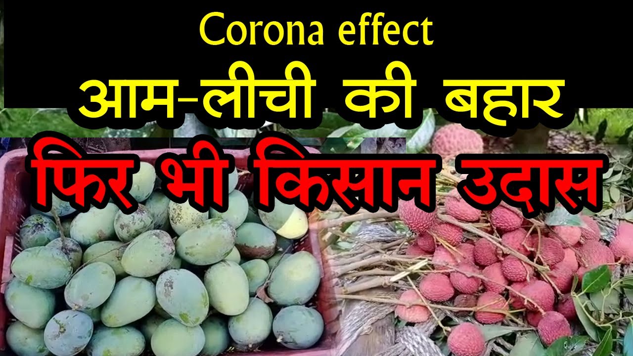 Covid19 News कोरोनावायरस काल में आम, लीची की Bumper crop, फिर भी