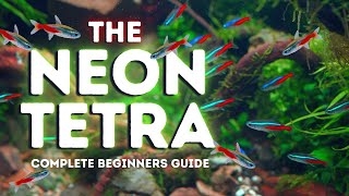 Download Lagu The Neon Tetra: Complete Beginners Guide MP3 Download Lagu The Neon Tetra: Complete Beginners Guide MP3