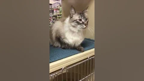 Watch the video about Frankie Lynx point Ragdoll