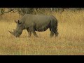 Mabula Reserve South Africa 4 1 