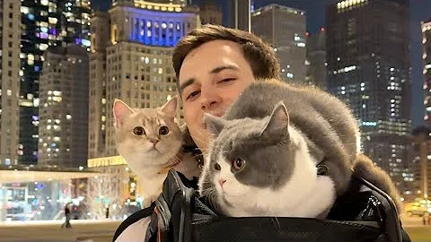 Video 4151641: loving british shorthair boys, adorable british shorthair, cat