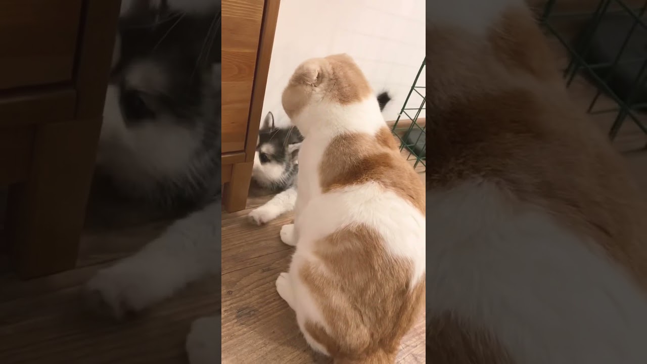 Puppy Pomsky vs cat (поиски против кота) 