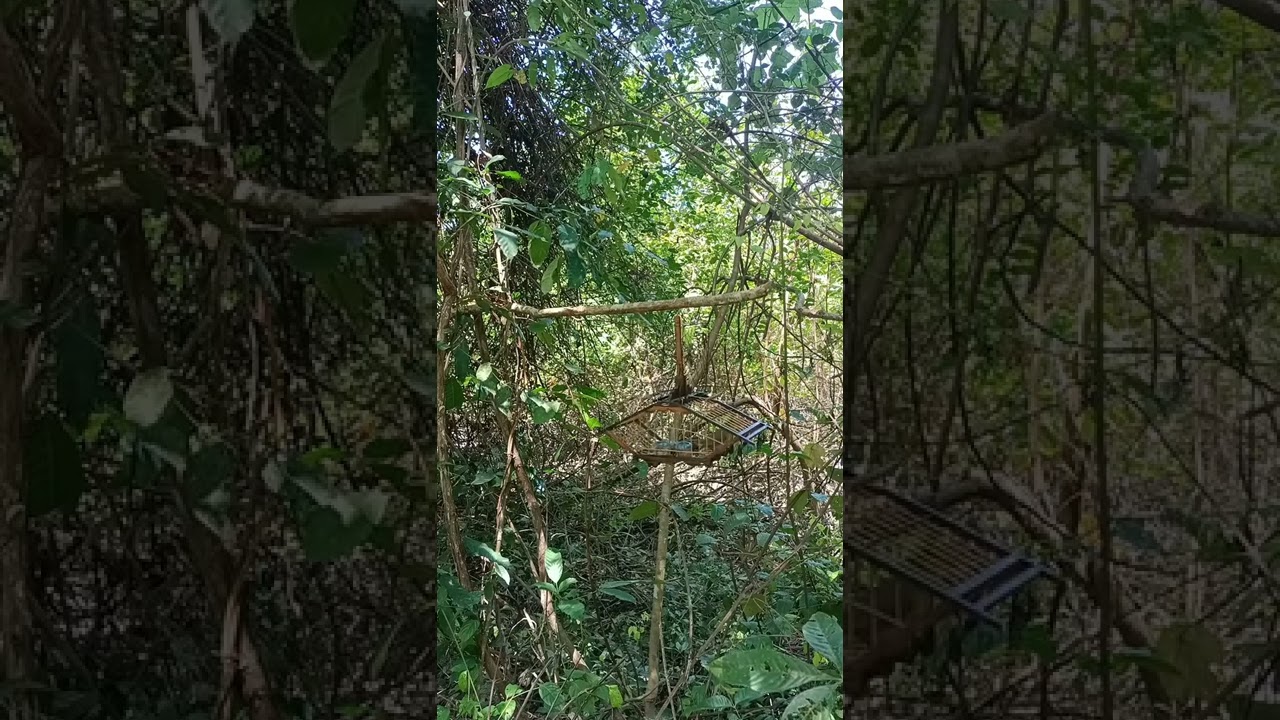 denak merbah lekir tapau