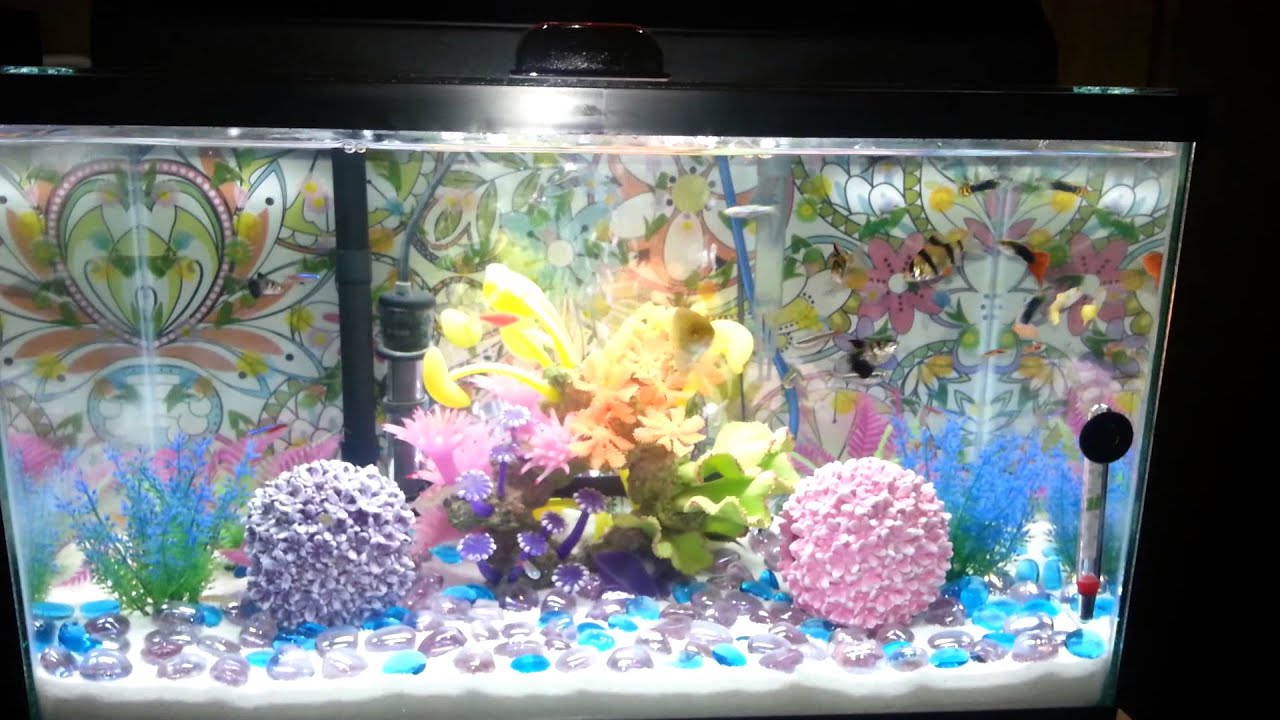 My awesome 10 Gallon Tank! - YouTube