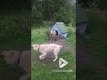 Dog and sheep caught in compromising situation || Viral Video UK