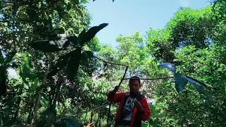 TAK DISANGKA TEMPAT SEPERTI INI BANYAK BURUNG NYA | BURUNG BERLIMPAH | #ALVINLACKAFAMILY