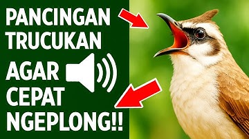 Masteran trucukan gacor ngalas tarung ropel paling bagus untuk pancingan trucukan agar bunyi nyaut