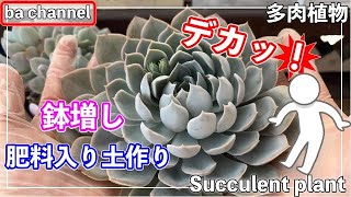 402{多肉植物} デカくなったエケベリア❣️鉢増し植え替え