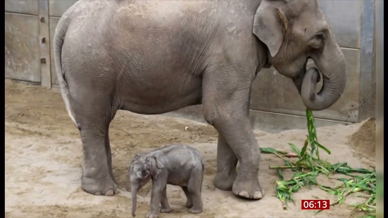 A rare baby elephant birth marks 'historic' moment for Blackpool Zoo (UK) 26/Sep/2025