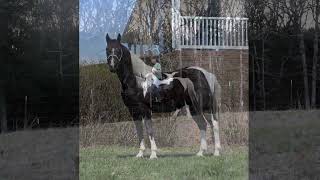 "JIGSAW" CAN BE SEEN AT WWW.HORSEZIP.COM ONLINE HORSE AUCTION