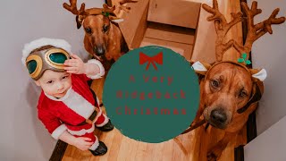 A Very Rhodesian Ridgeback Christmas - 2019 by Marking Our Territory 12,727 views 4 years ago 3 minutes, 21 seconds