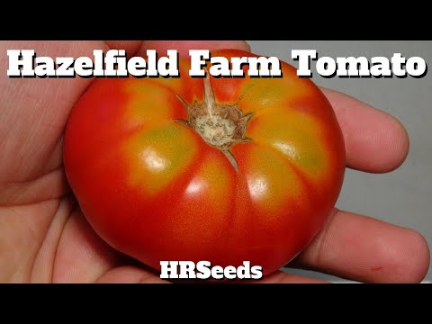Video: Hvad er en Hazelfield Farm Tomato – Sådan dyrkes Hazelfield Farm Tomater