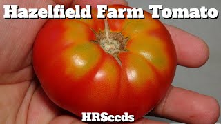 ⟹ Hazelfield Farm Tomato | Solanum lycopersicum | Tomato Review