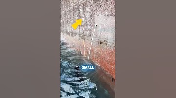 Zeepokken zuigen de scheepvaartindustrie leeg!