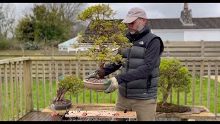 Alberta Spruce Bonsai Repotting by Bonsai Guide to Life 5,893 views 2 months ago 7 minutes, 9 seconds
