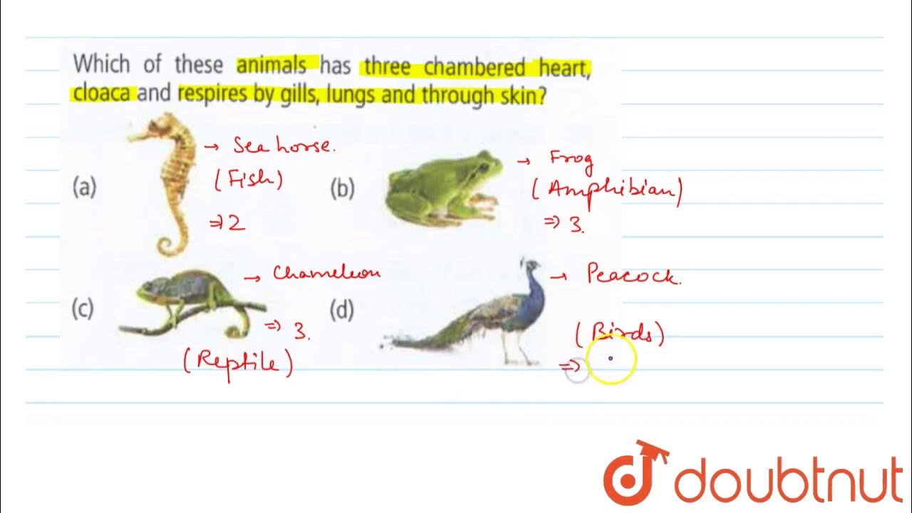 Which of these animals has three chambered heart, cloaca and respires by  gills, lungs - YouTube