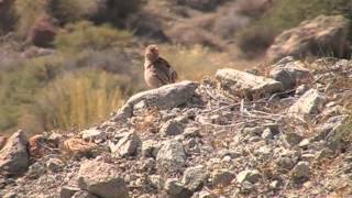 Camachuelo Trompetero (Sierra del Cabo de Gata, Almería)