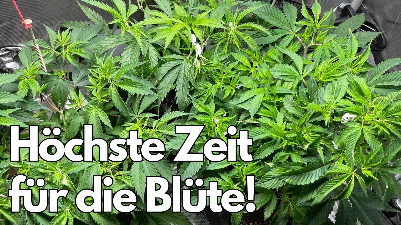 Outdoor Grow 2024: Schnipp Schnapp die Tops kommen ab! (Topping/Beschnitt)