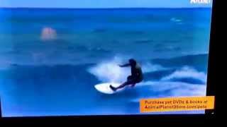 Steve Irwin thrashin on a surfboard