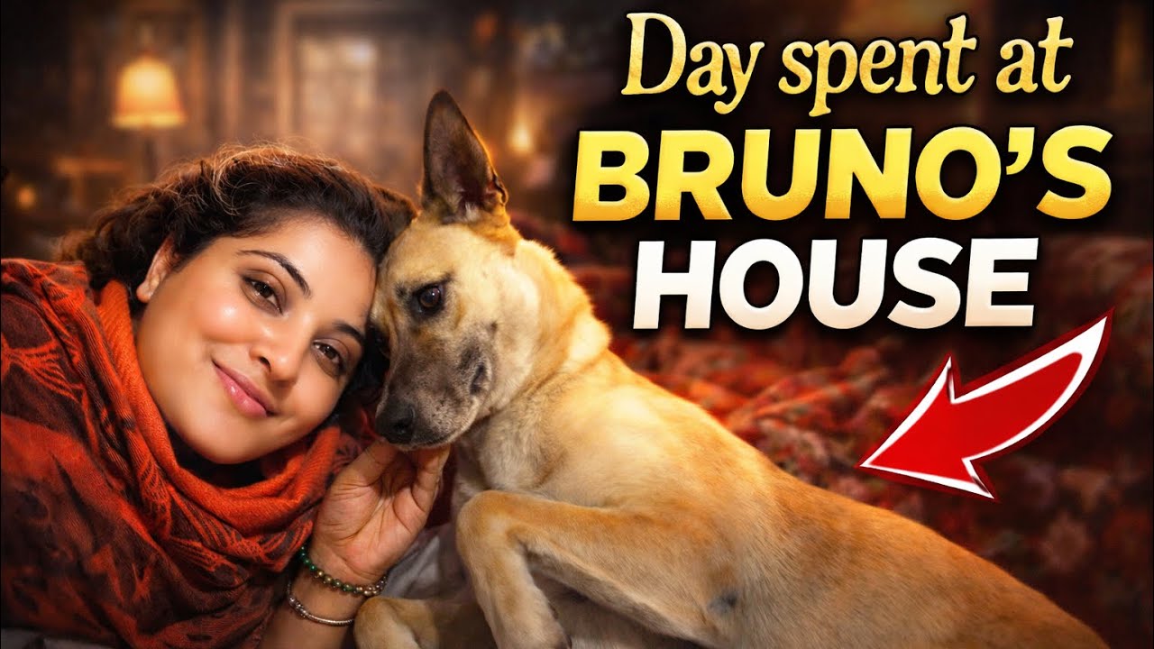 Day 13 Day with Bella Bruno & lilyyyy #dailyvlog #dogvideos 