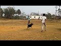 ମନି ର Cricket ଖେଳ 🎯 ⚽| odia motivational story | Natia Comedy | Mahi Family 07