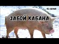 Миллион на свиньях.Забой кабана.Вес месячных поросят.