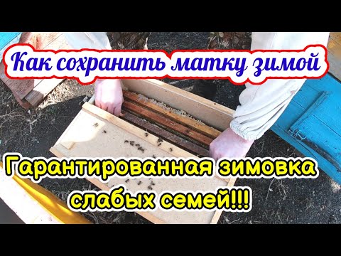 Гарантированная зимовка слабых